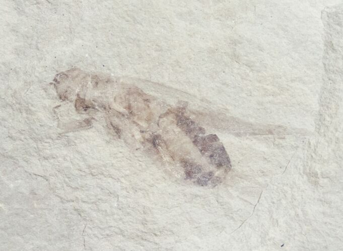 Detailed Fossil Cricket (Pronemobius) - Utah #9887